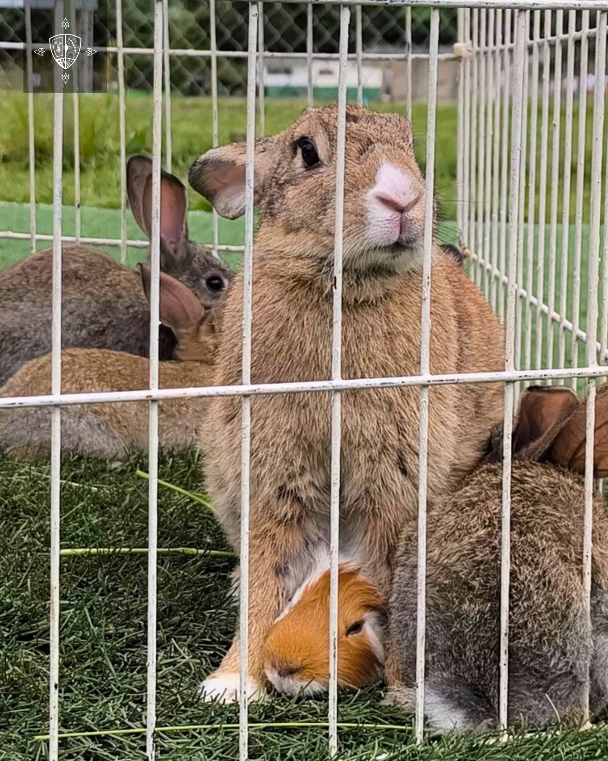 GRANJA EDUCATIVA - PARVULARIA