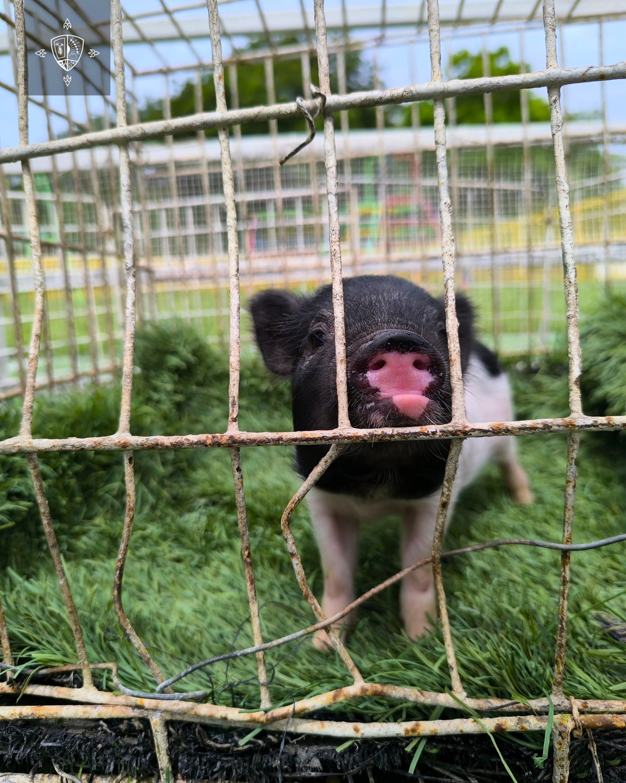 GRANJA EDUCATIVA - PARVULARIA