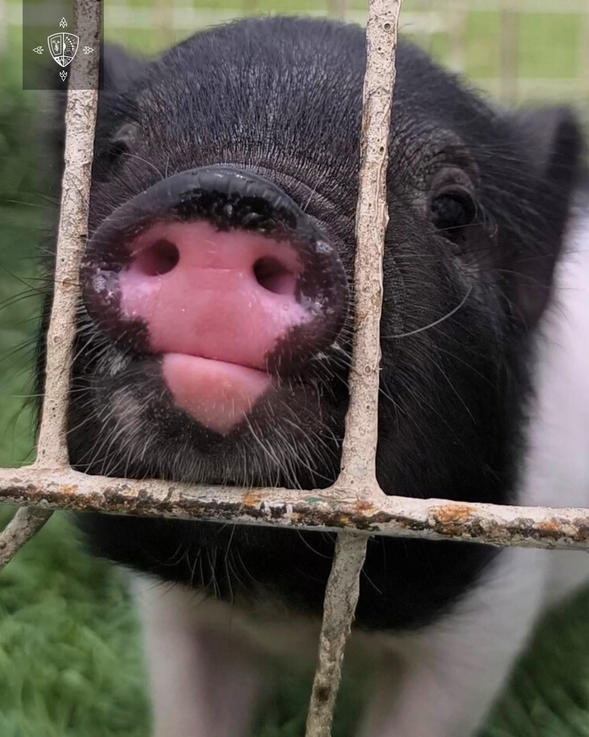 GRANJA EDUCATIVA - PARVULARIA