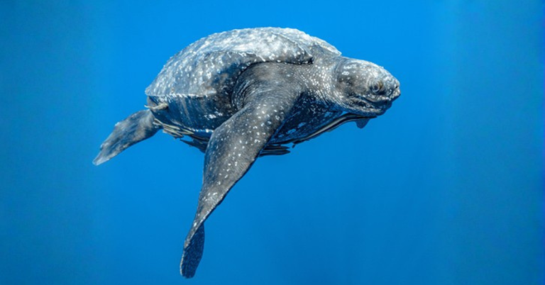Tortuga baula (Dermochelys coriacea)